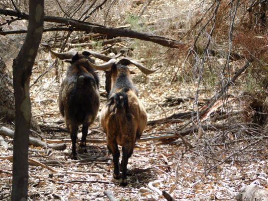 Goats at Wilpena Pound