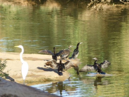 Murchison cormorants and egret