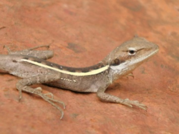 Karijini gecko