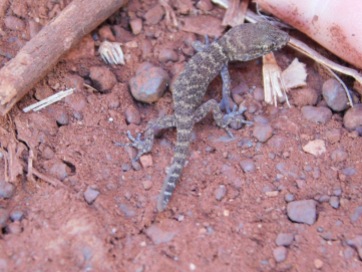Millstream gecko