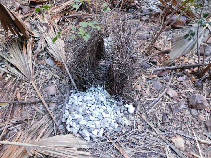 Bungles Bowerbird nest