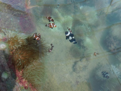 Cape Lev Ardyaloon aquarium hatchery
