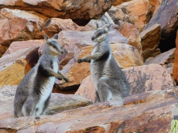 Simpsons Gap Black Footed Rock Wallaby