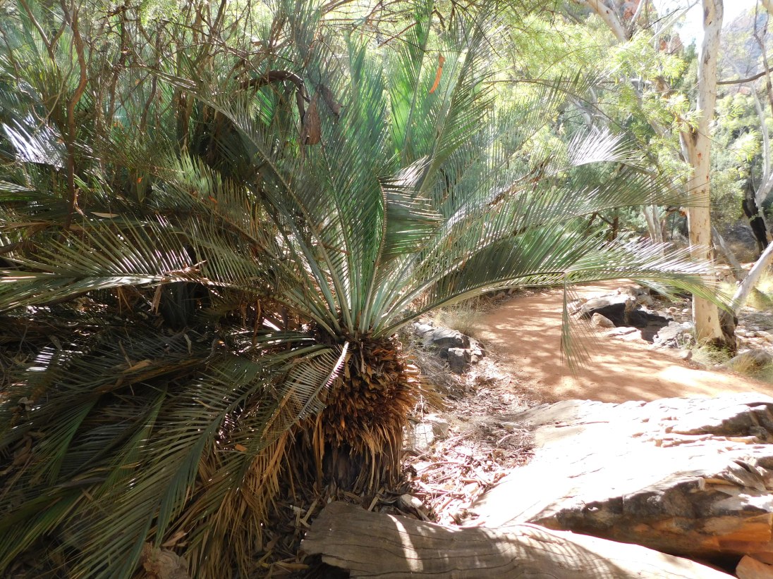 Stanley Chasm- Cycad