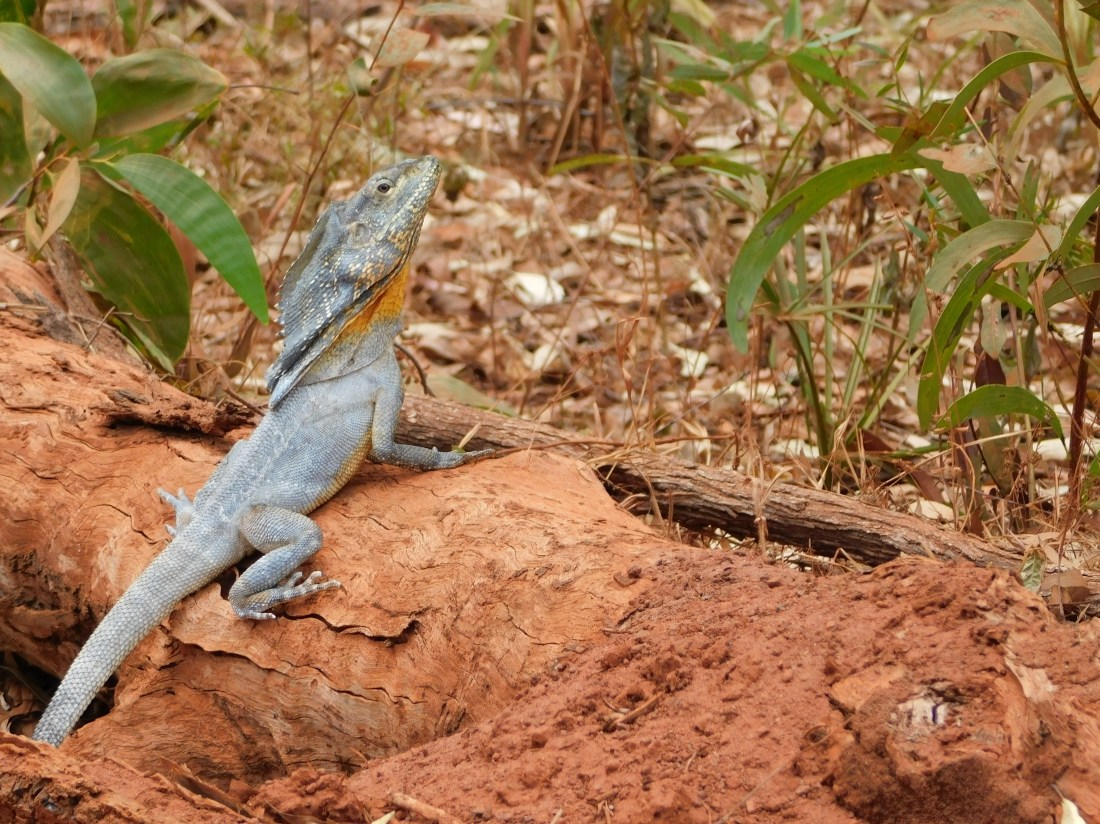 Bamaga - Frilled Neck Lizard