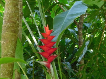 Cairns Botanical Gardens (10)