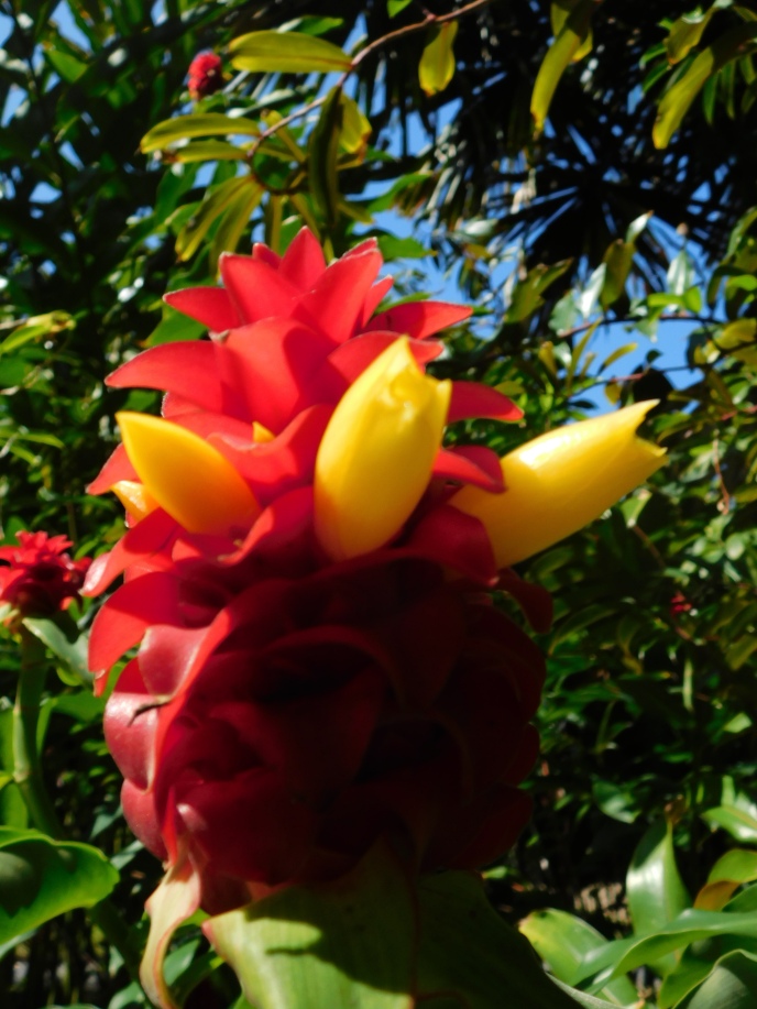 Cairns Botanical Gardens (15)