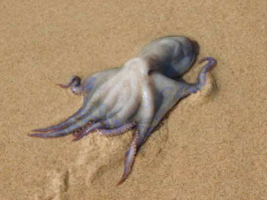 Turtle Beach- Blue Ring Octopus